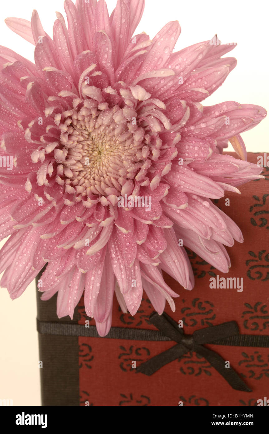Geschenk mit rosa Blüte Stock Photo