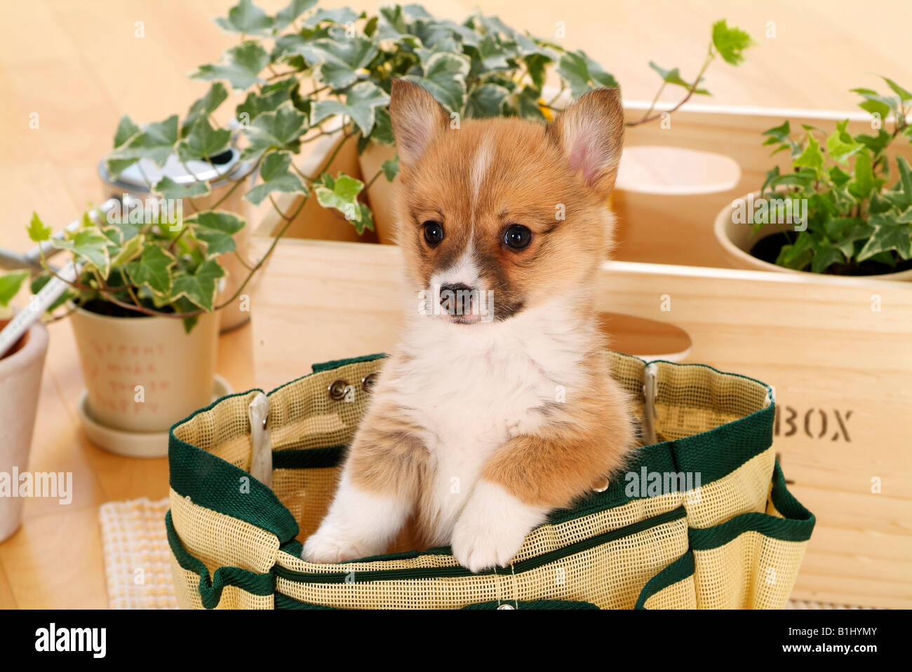 puppy in a bag