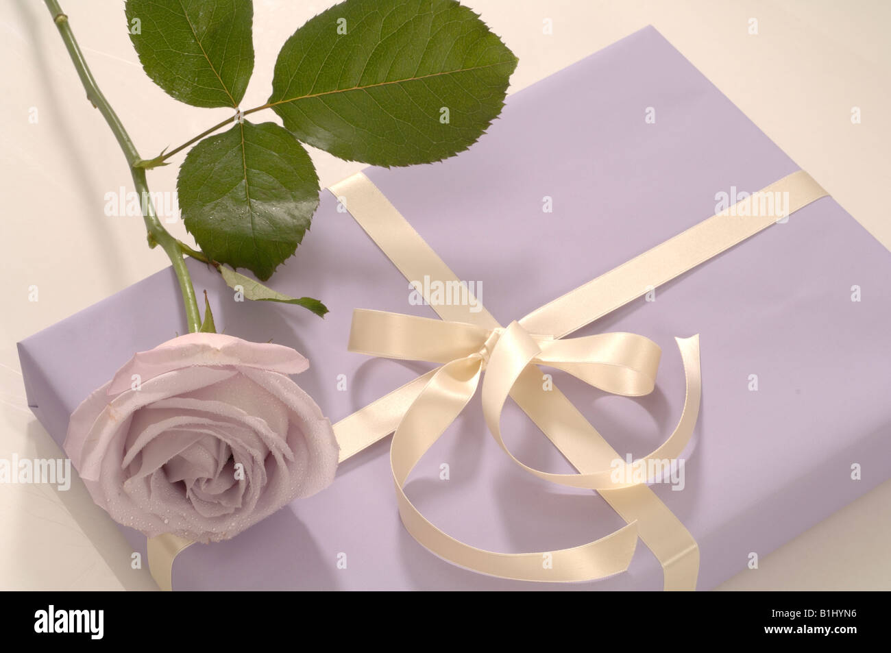 Gift and lilac colored rose Stock Photo