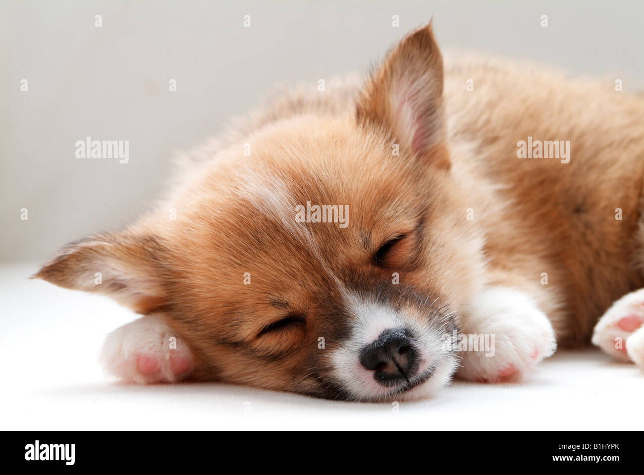 Close Up Of A Pembroke Welsh Corgi Puppy Sleeping On The Floor Stock Photo Alamy