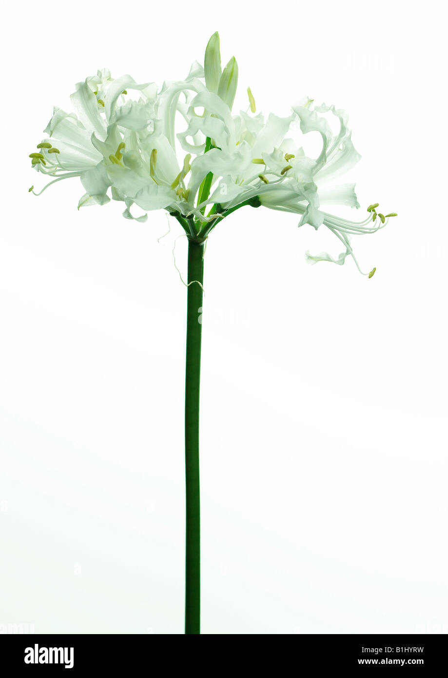 White nerine hi-res stock photography and images - Alamy