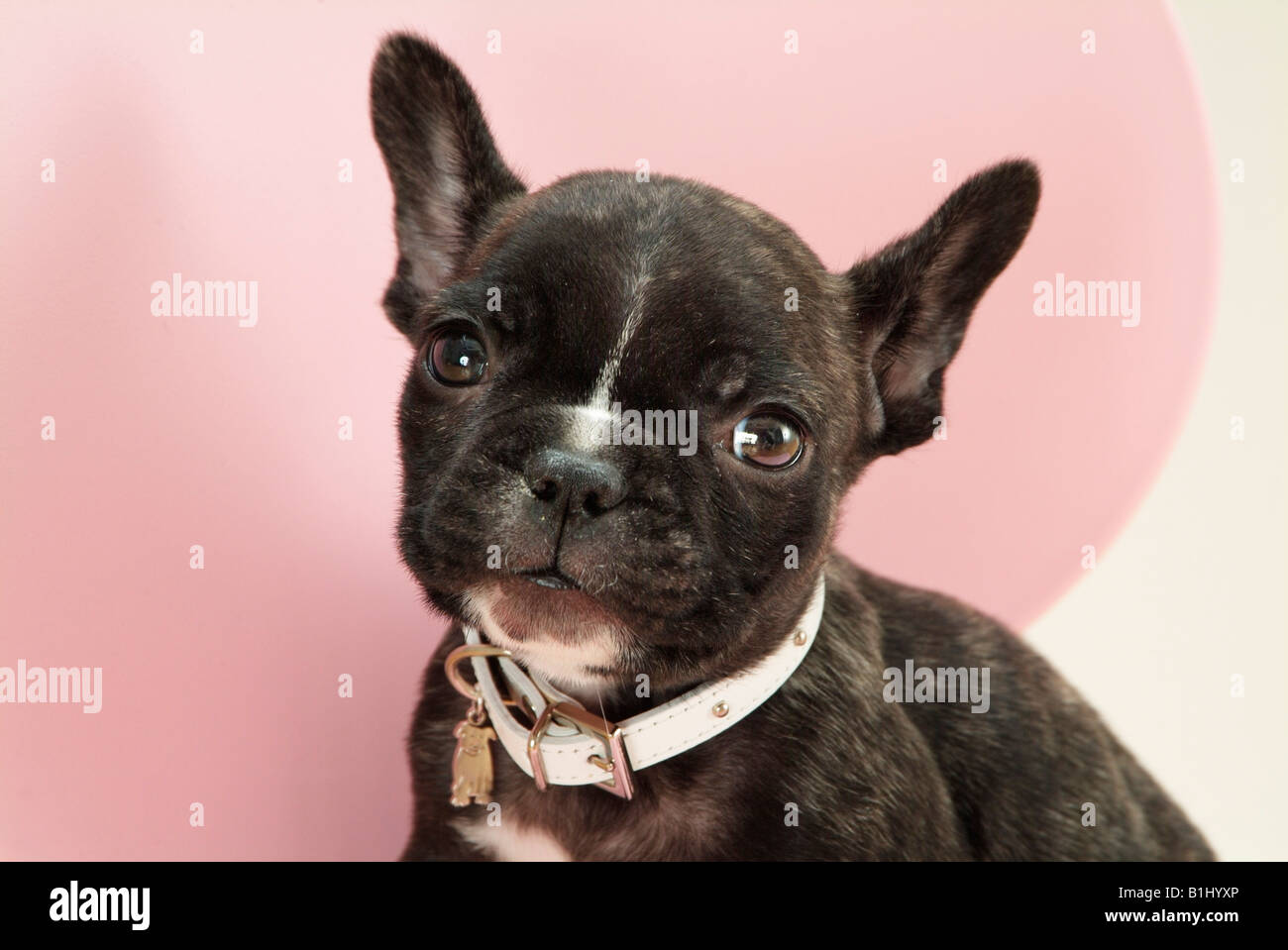 Closeup of a French bulldog puppy Stock Photo Alamy