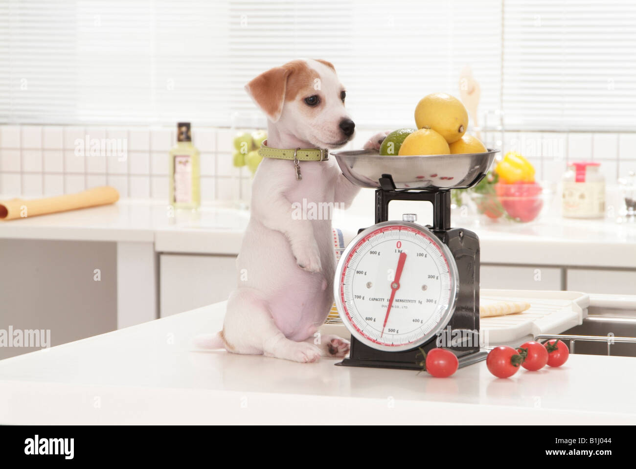 How Much Should A Jack Russell Terrier Weigh