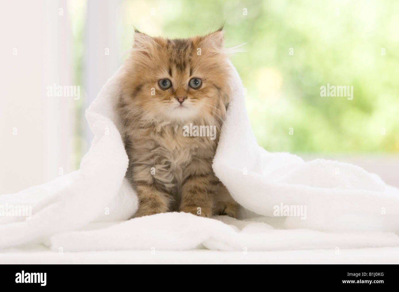 Persian kitten in a towel Stock Photo Alamy