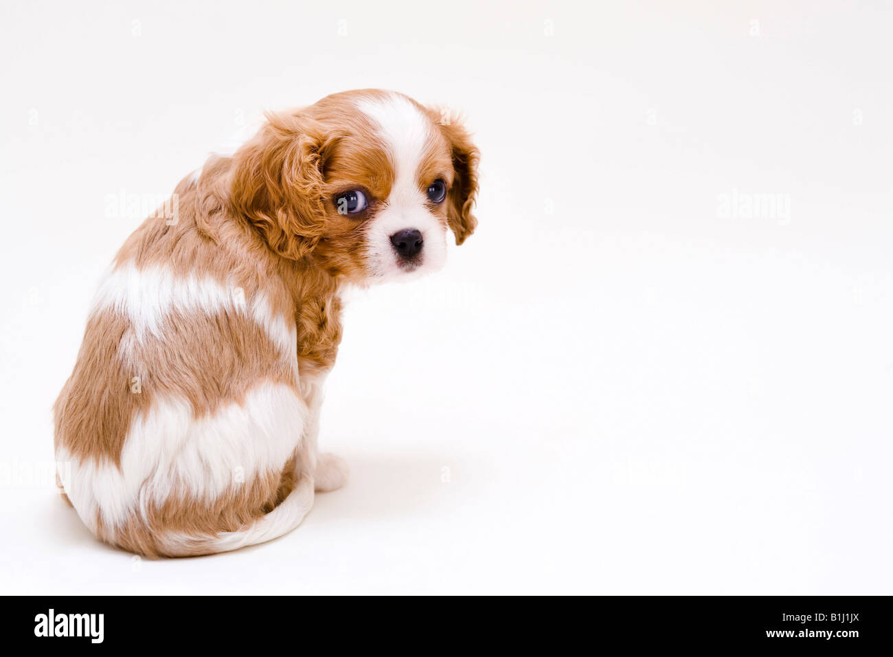 cavalier king charles coat