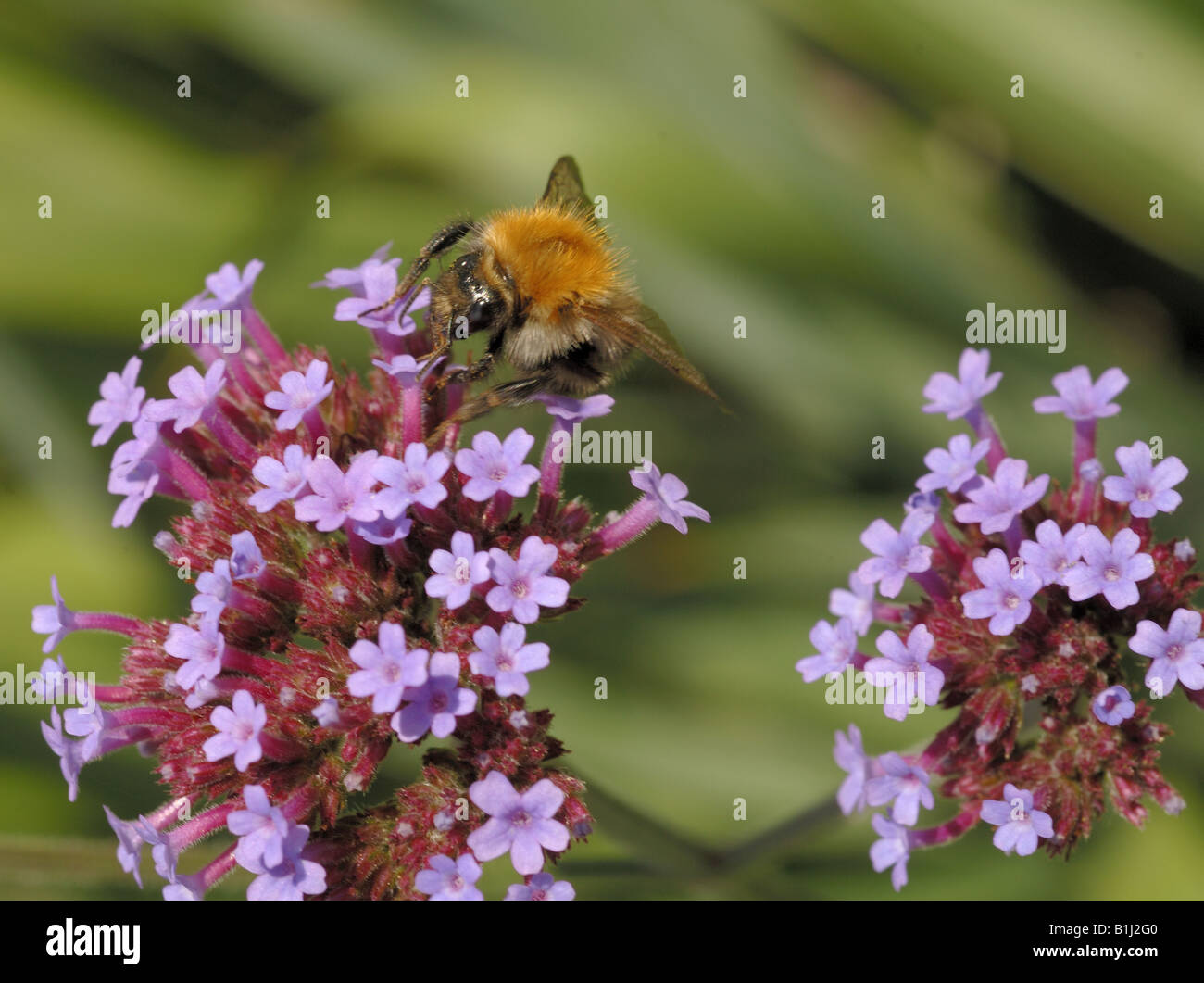 valerian with bee Stock Photo Alamy