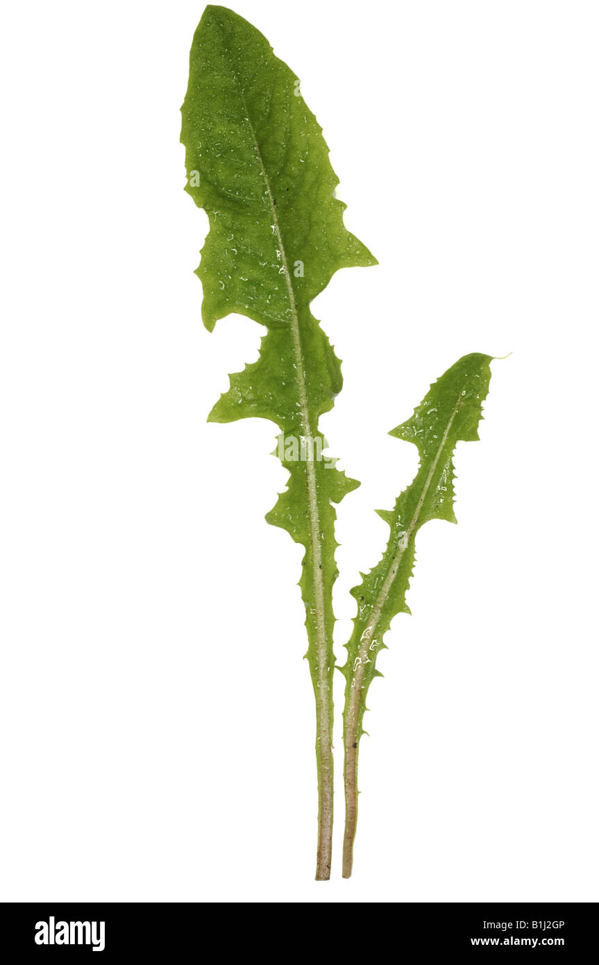 Dandelion clock Cut Out Stock Images & Pictures Alamy