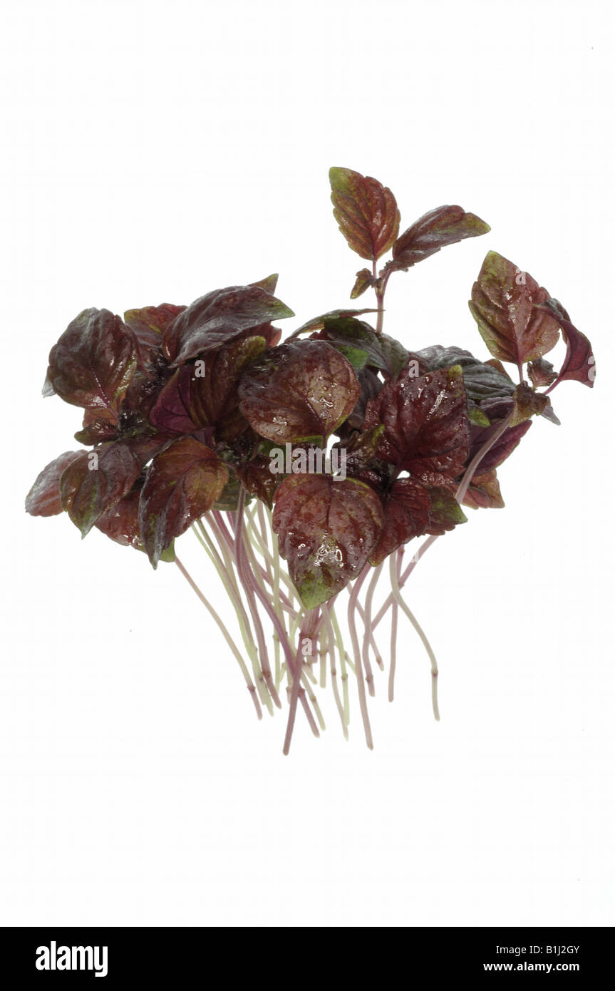 Red Oak Leaf Lettuce Stock Photo Alamy Red oak leaf lettuce stock photo alamy