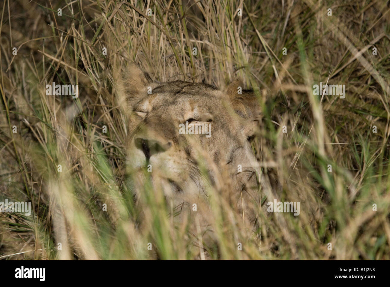 Lioness crouching in tall grass at night, seen during a night safari game drive in Kruger NP Stock Photo