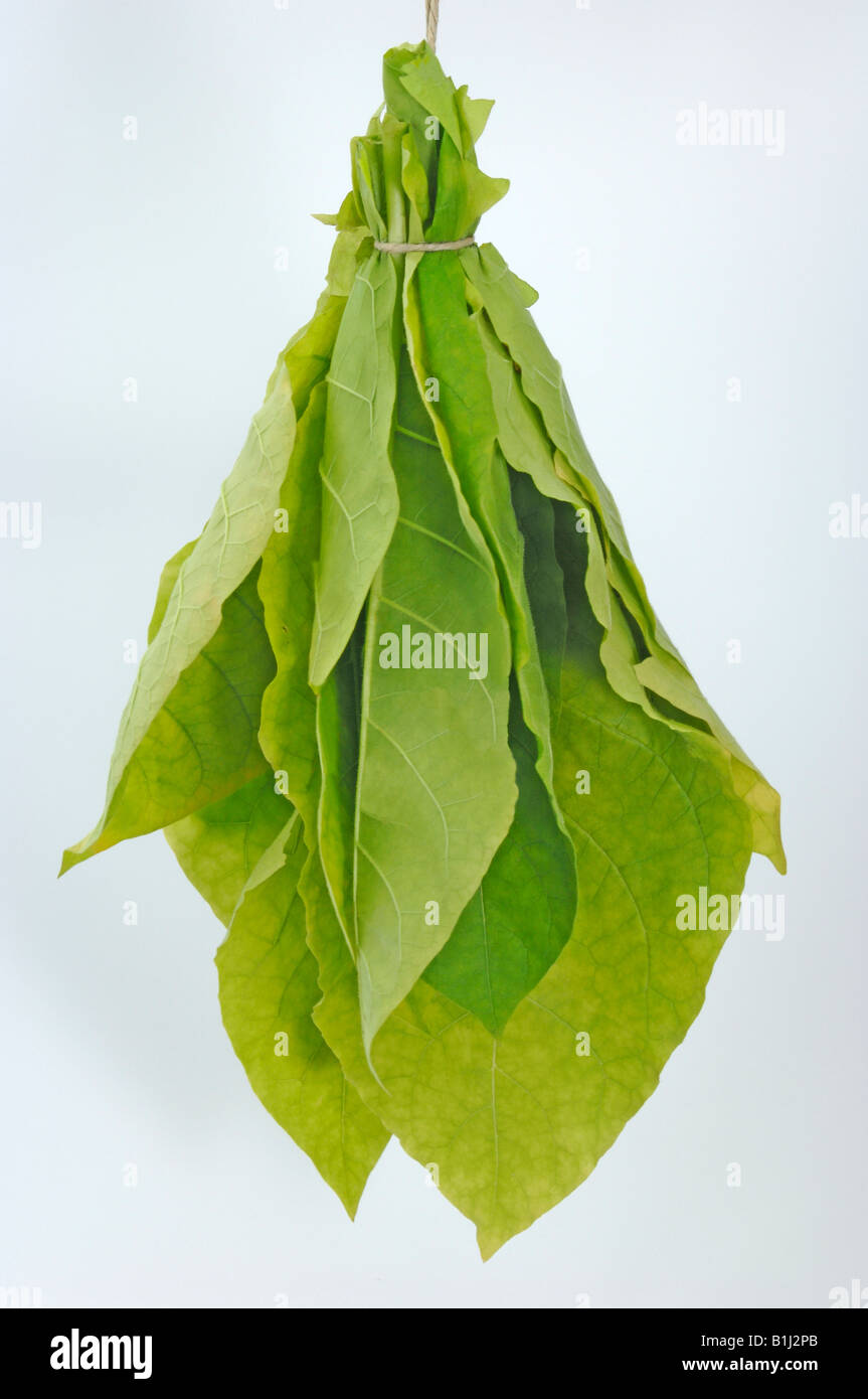 Common Tobacco, Tobacco (Nicotiana tabacum), bundle of green leaves, studio picture Stock Photo