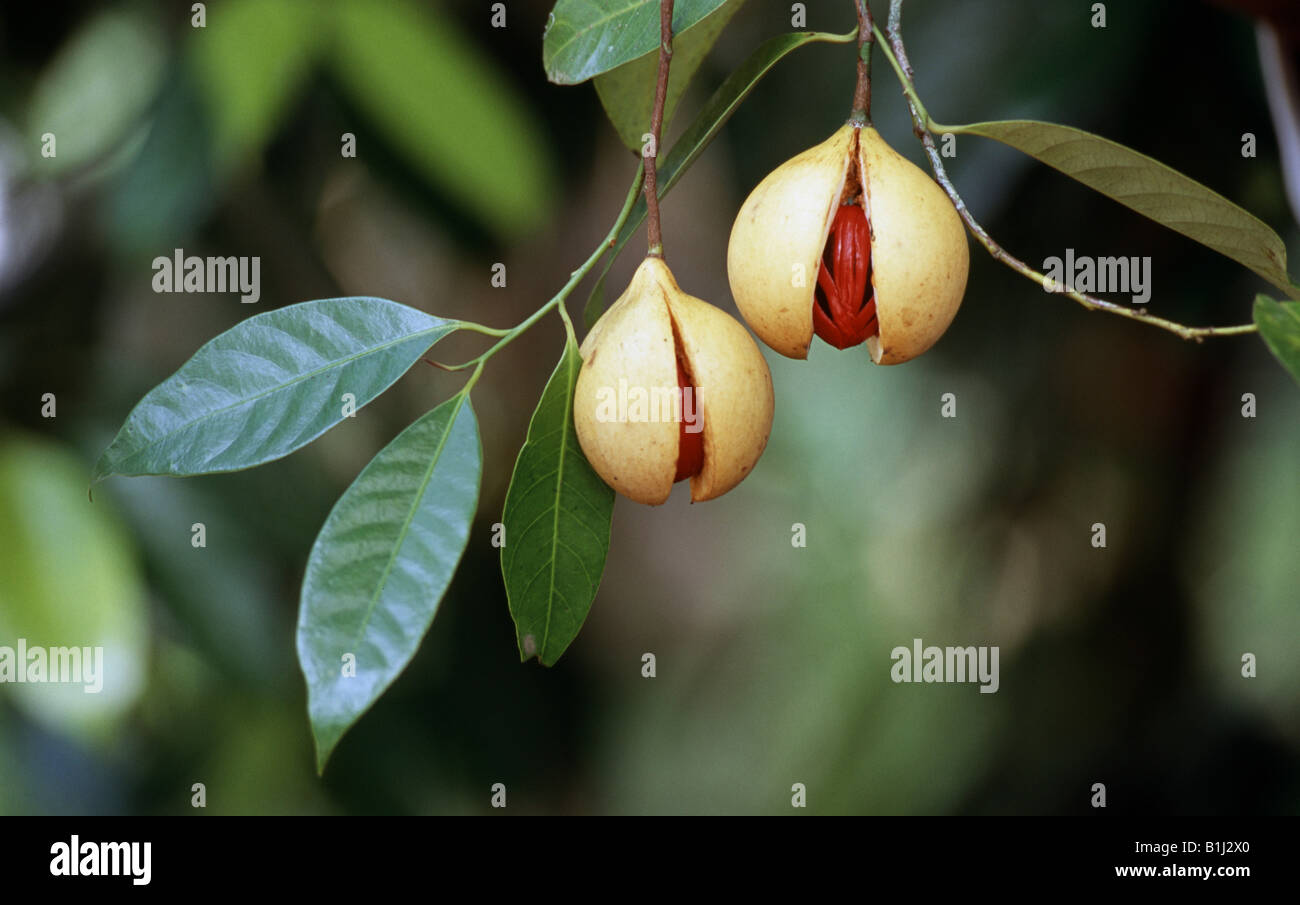 Nutmeg tree fruit hi-res stock photography and images - Alamy
