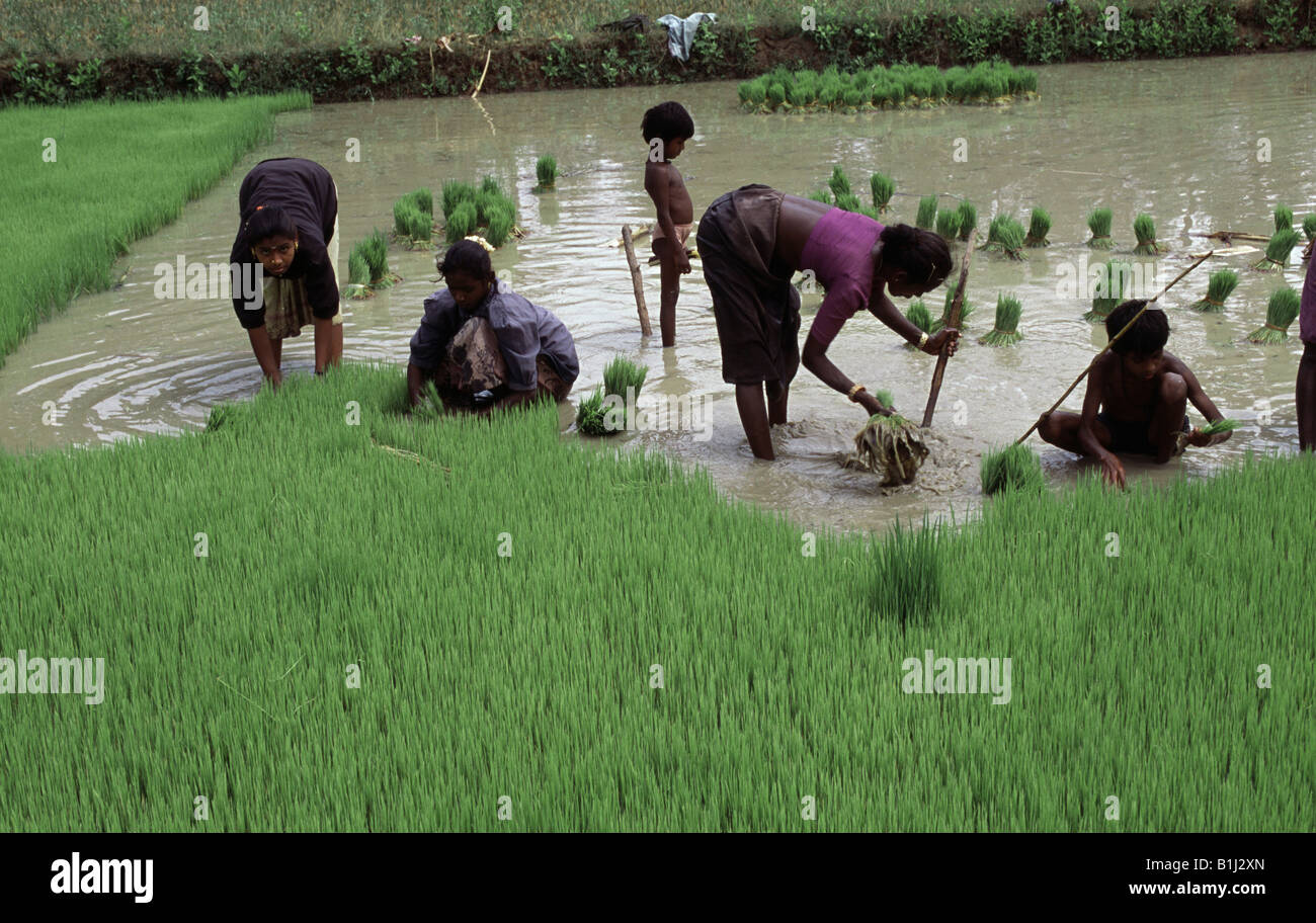 Women pulling out rice seedlings in a field, Tamil Nadu, India Stock