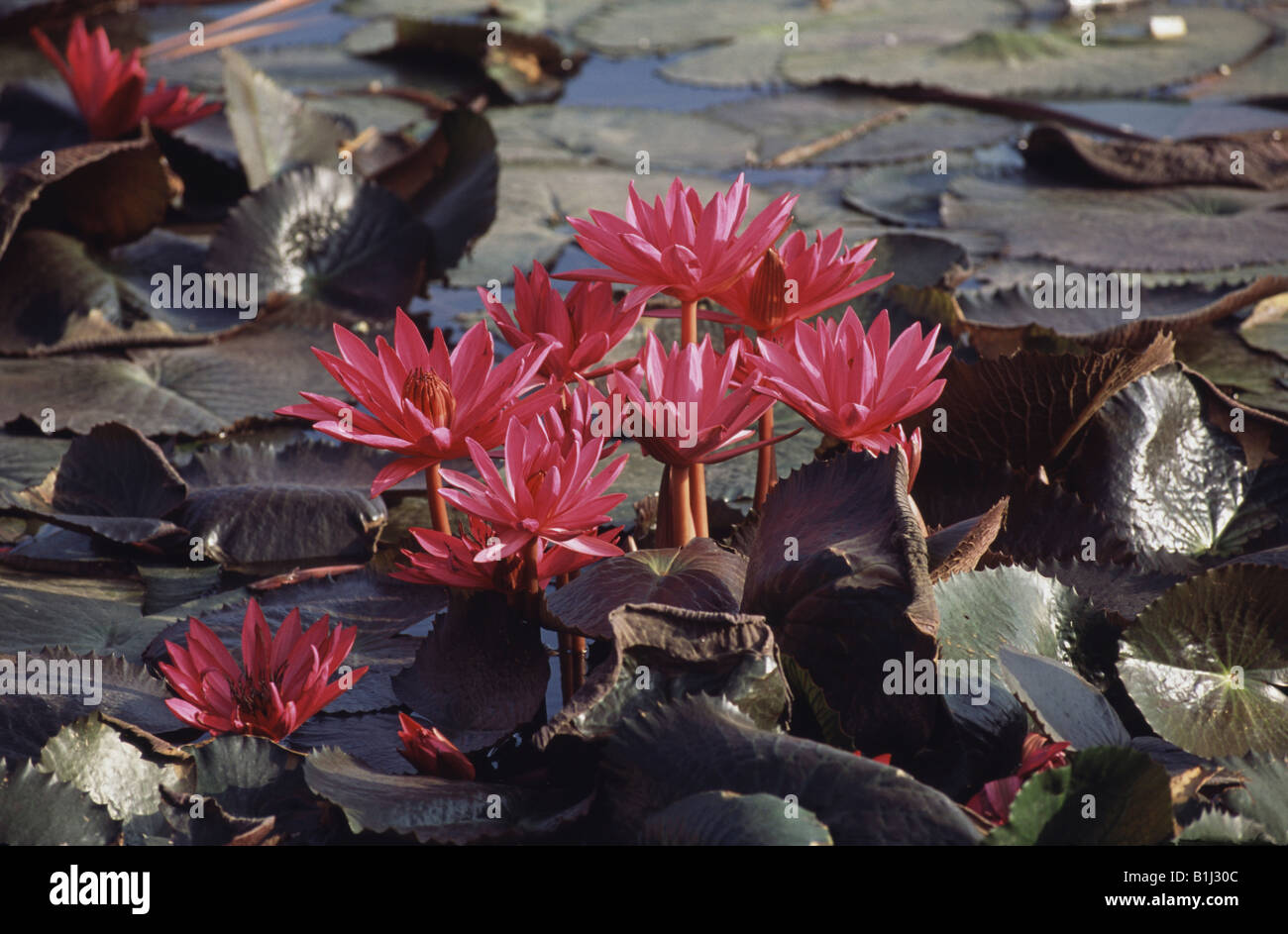 Water Lilies in a pond, Tamil Nadu, India Stock Photo Alamy