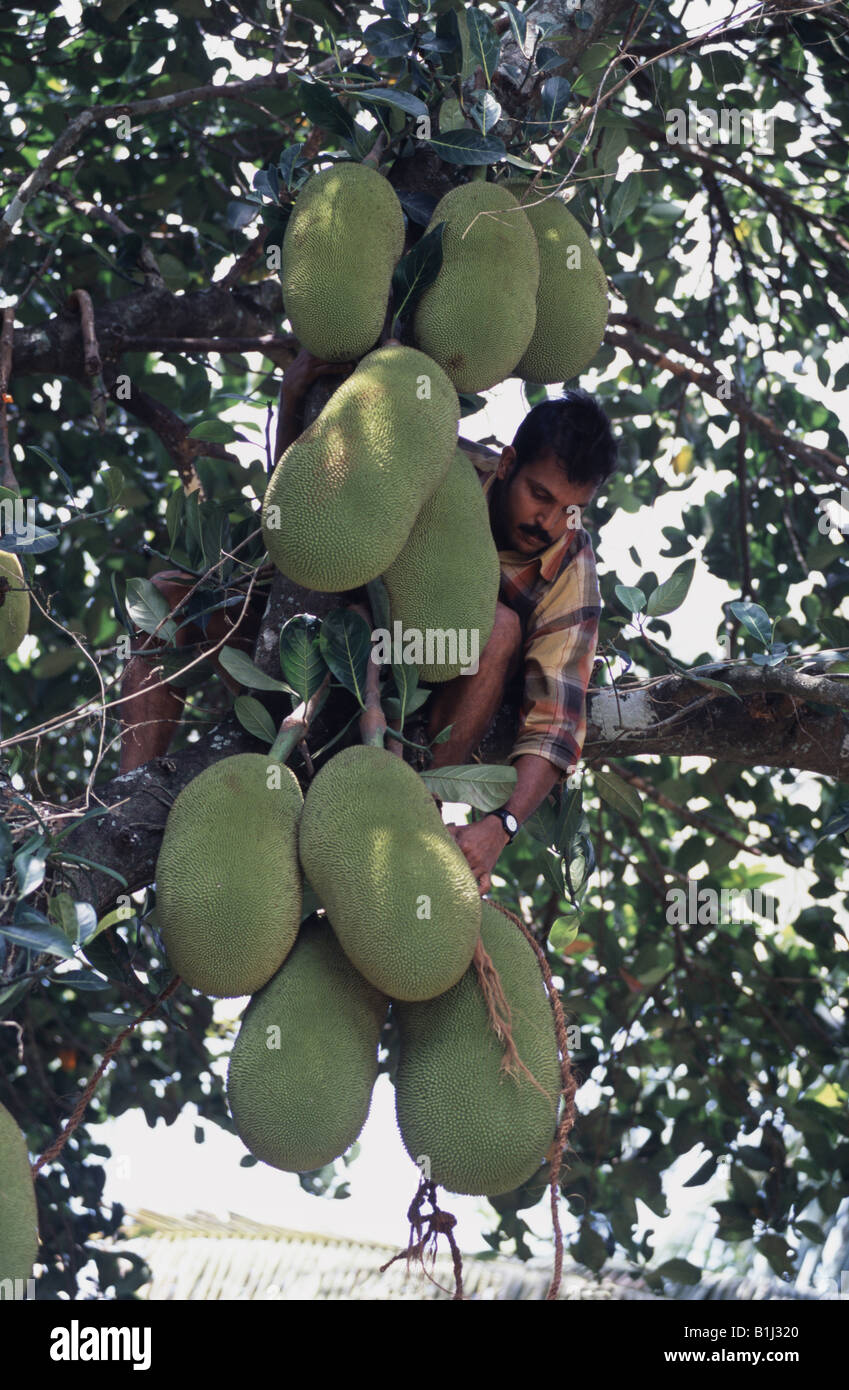 Low angle view of a mid adult man picking jackfruits, Silent Valley National Park, Palakkad District, Kerala, India Stock Photo
