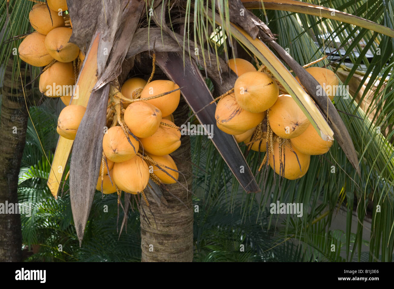 Bunches of luscious bright orange coloured coconuts known as King ...