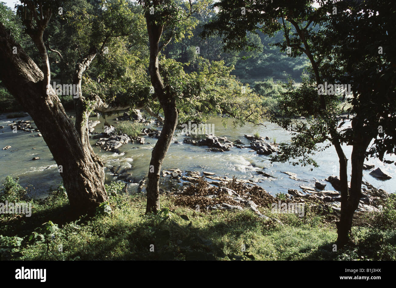 River passing through a forest, Moyar River, Teppakadu, Mudumalai
