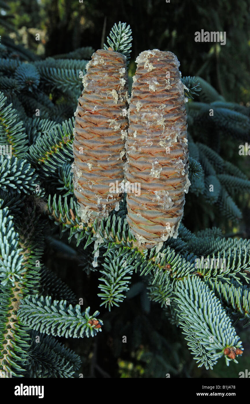 Spanish Fir (Abies pinsapo Kelleris), twig with cones Stock Photo
