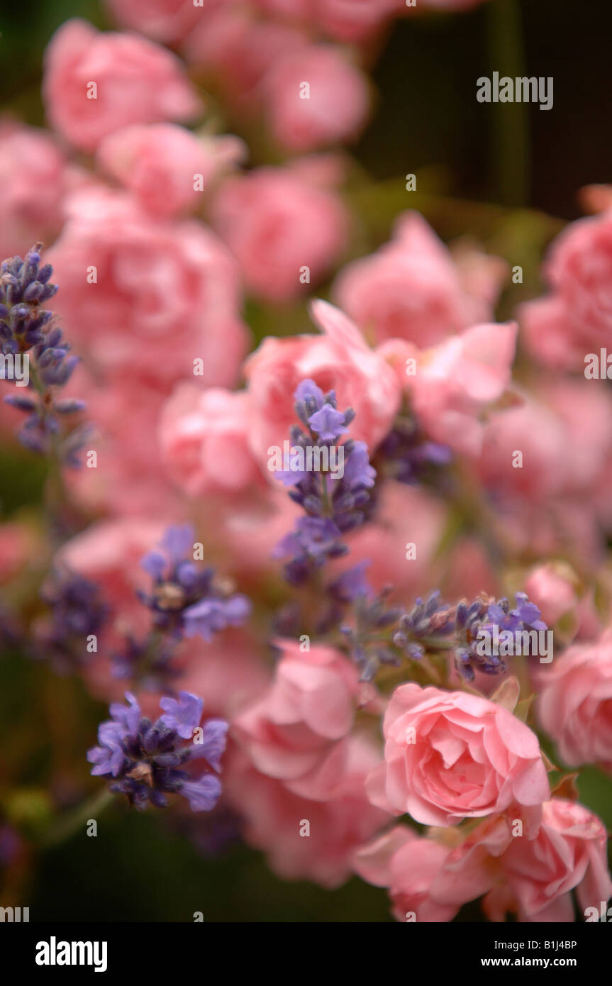 Hidcote Garden Pink High Resolution Stock Photography and Images - Alamy