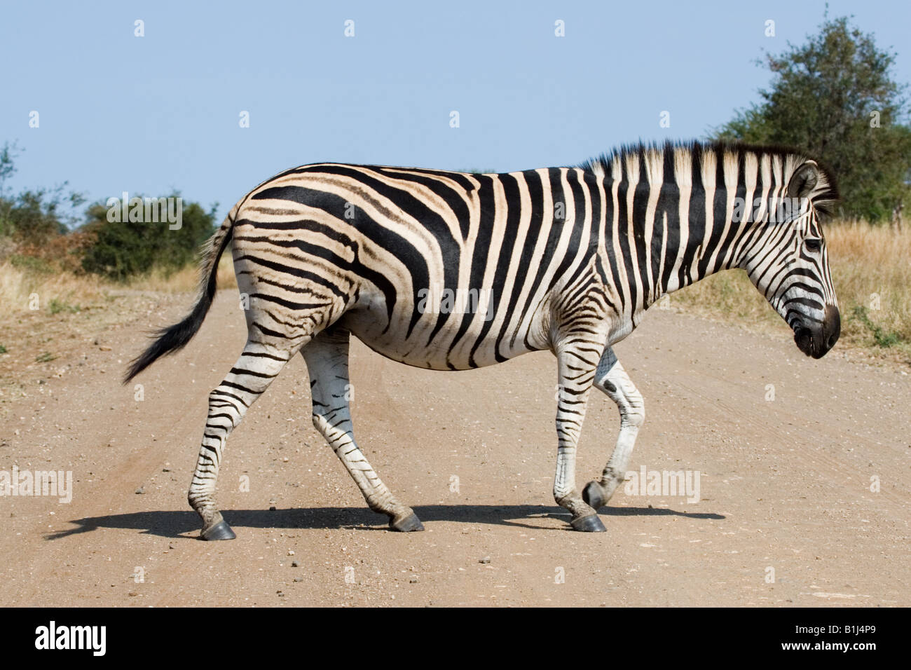 Zebra Crossing Stock Photo