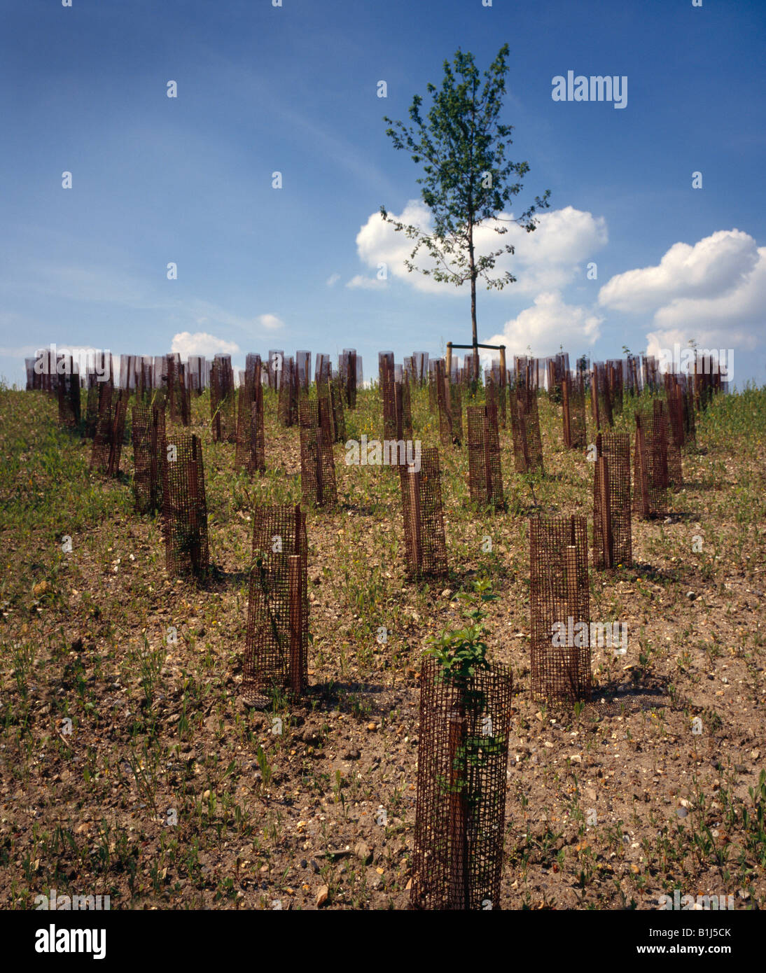 Newly planted trees. Stock Photo