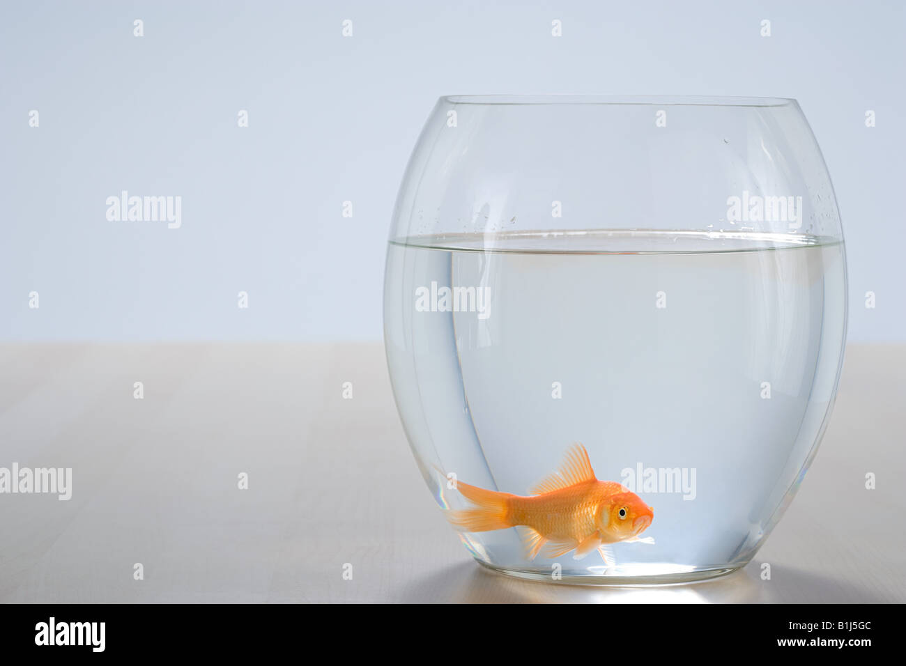Goldfish in a bowl Stock Photo Alamy