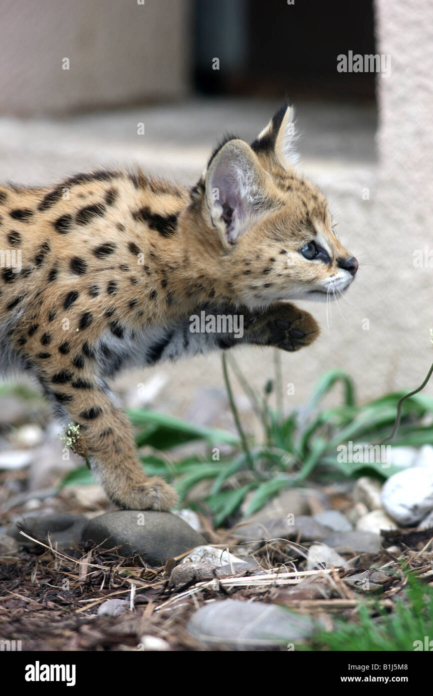 DEU Germany Young Serval in the ZOOM Erlebniswelt zoo in Gelsenkirchen Stock Photo
