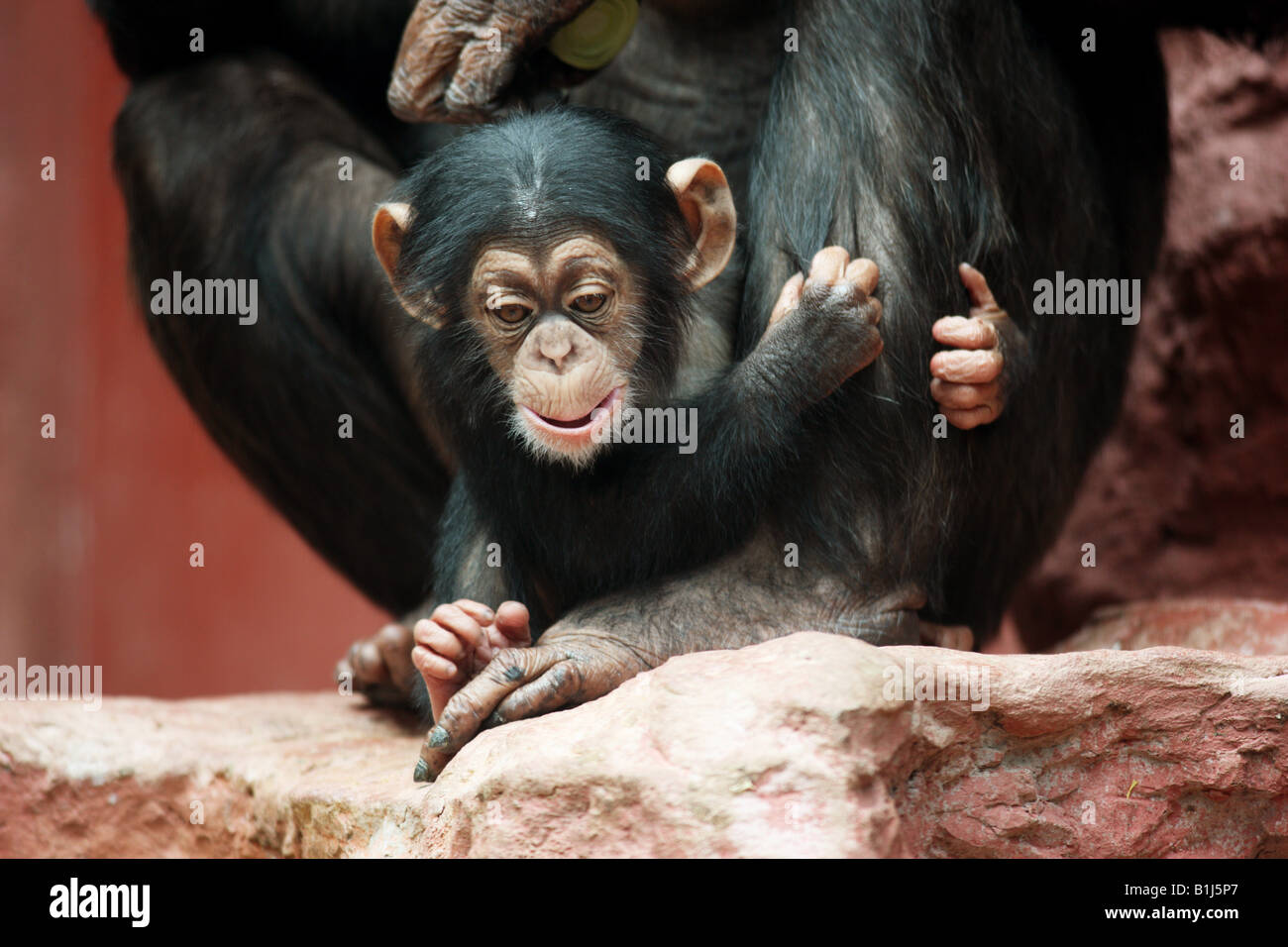 DEU Germany chimpanzee baby in the ZOOM Erlebniswelt zoo in ...