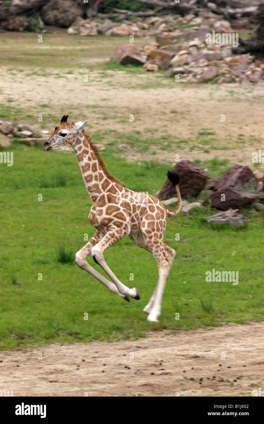 DEU Germany Giraffe baby in the ZOOM Erlebniswelt zoo in Gelsenkirchen Stock Photo