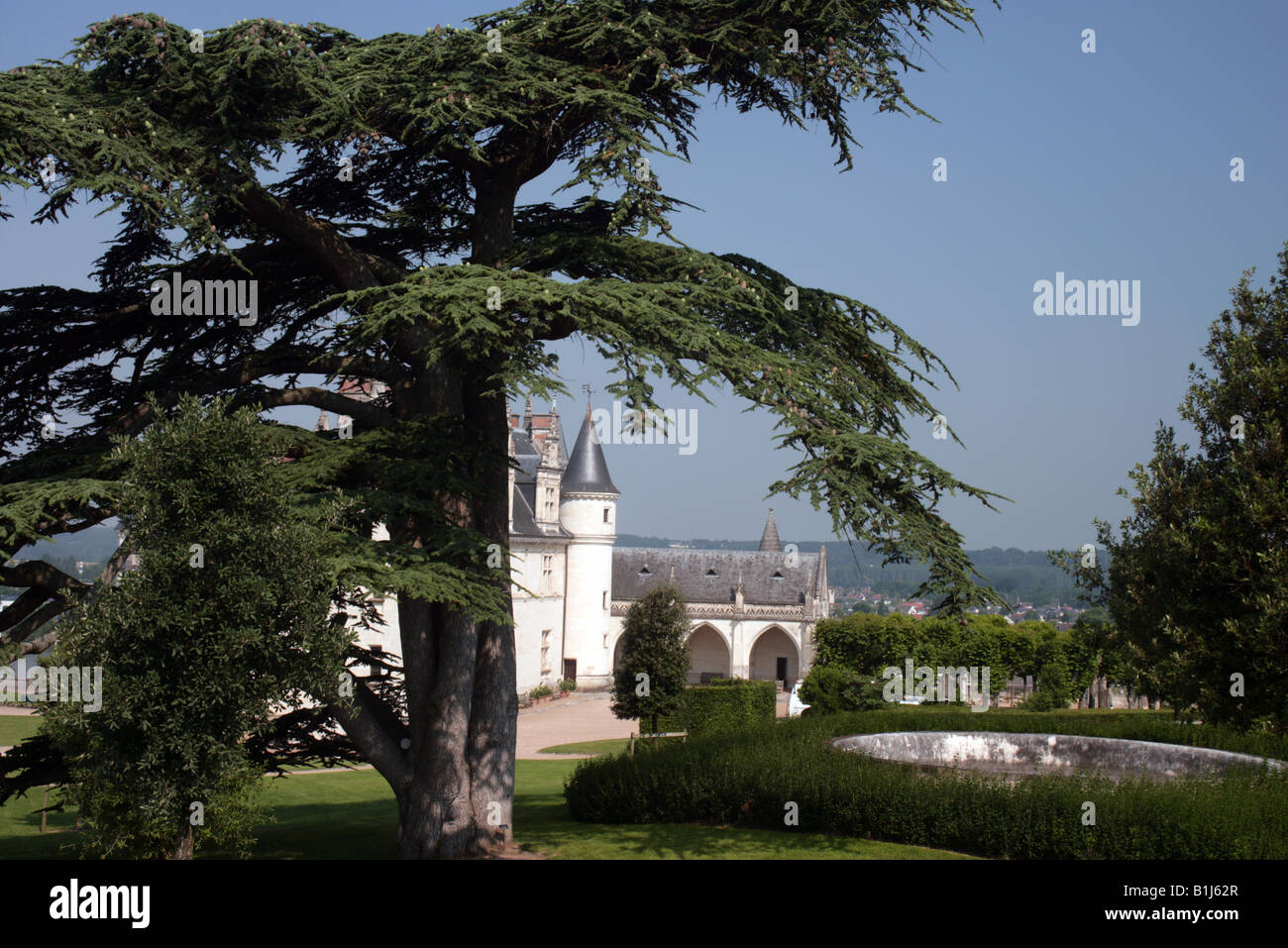 Ancient cedar tree Chateau d Amboise Loire Valley France Stock Photo ...