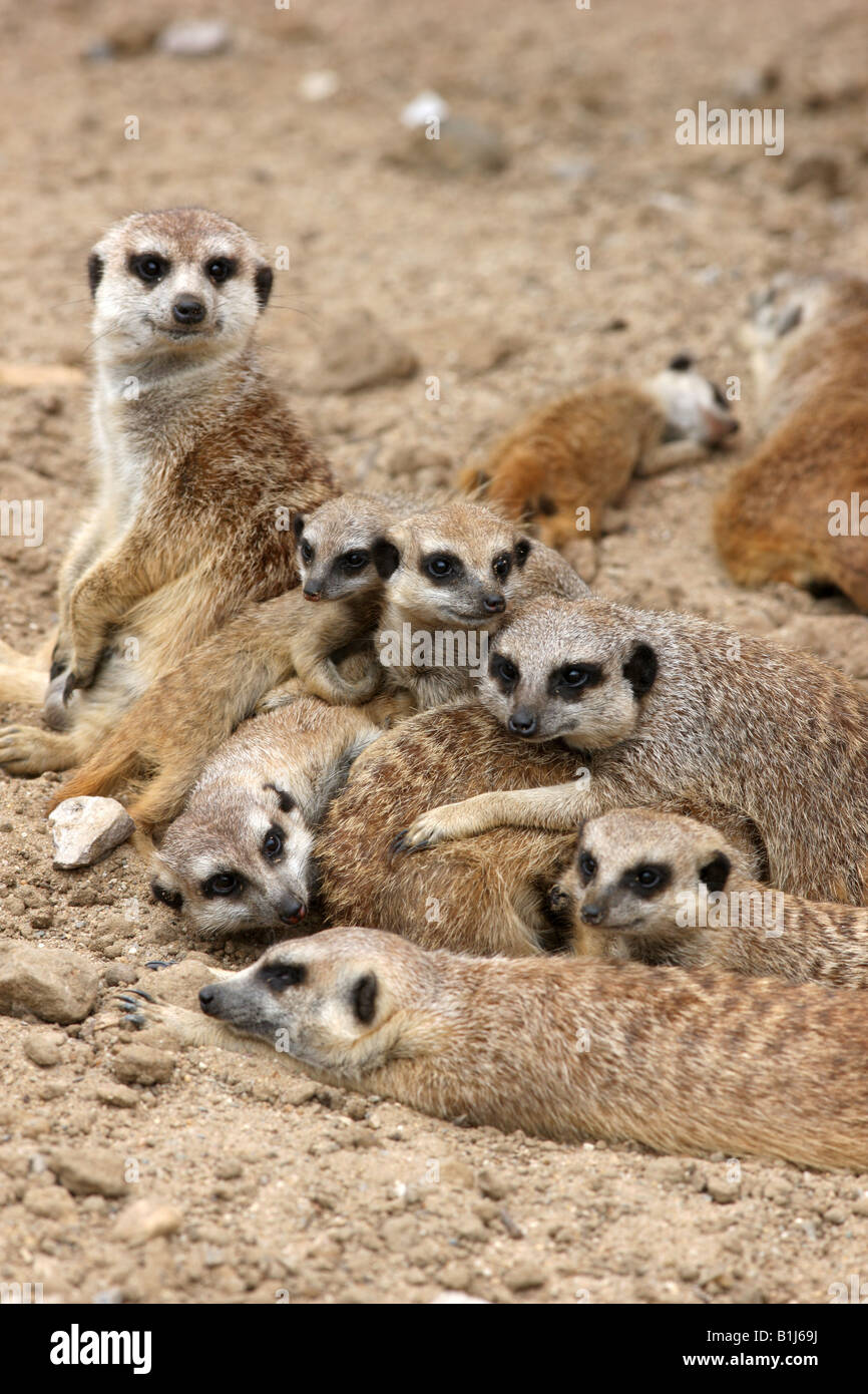 DEU Germany Meerkats in the ZOOM Erlebniswelt zoo in Gelsenkirchen Stock Photo