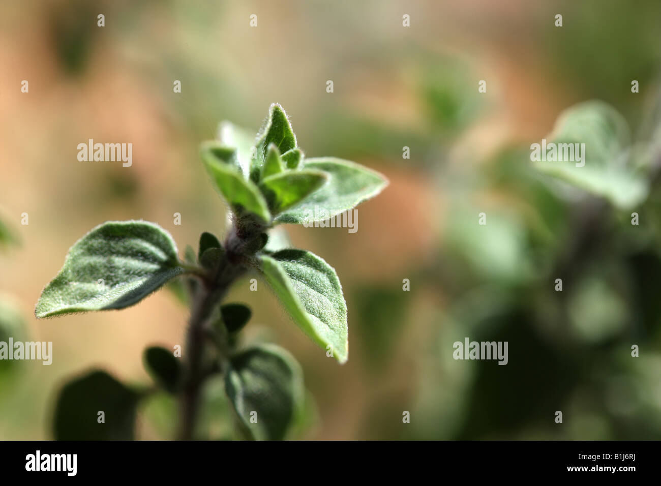 Herbs thym Thymus Stock Photo Alamy