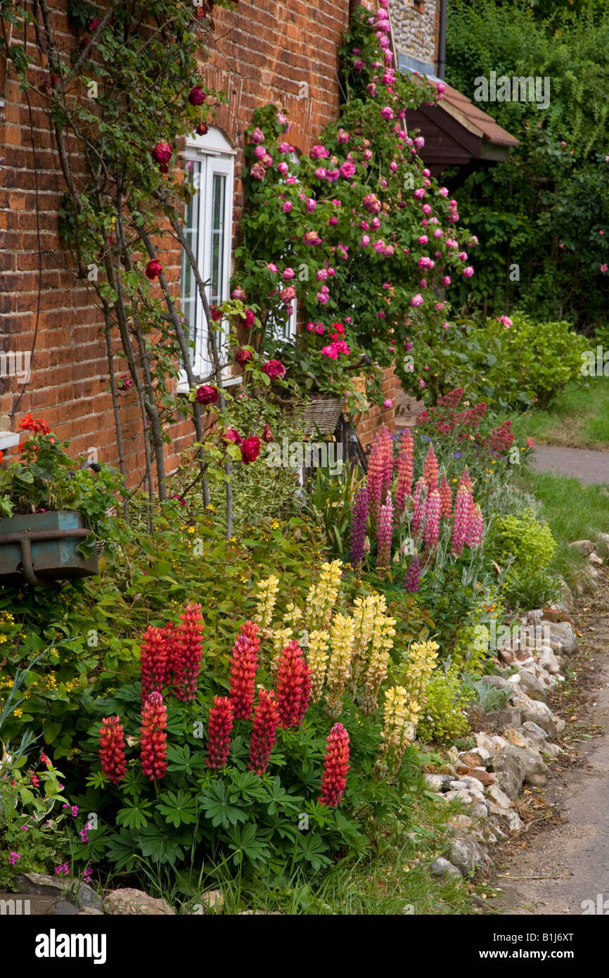 Pretty cottage garden with decorative Bicycle and climbing roses Stock