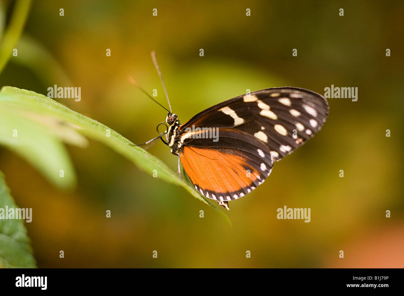 Butterfly b. Бабочка длиннокрылая Зебра. Зебра длиннокрылая