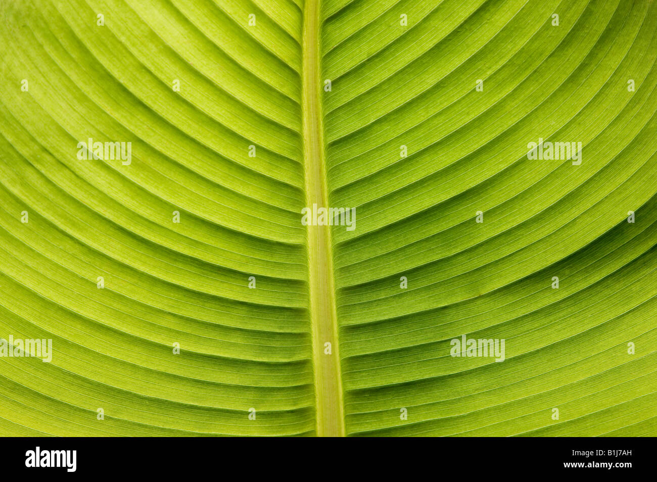 Close up of a leaf hi-res stock photography and images - Alamy