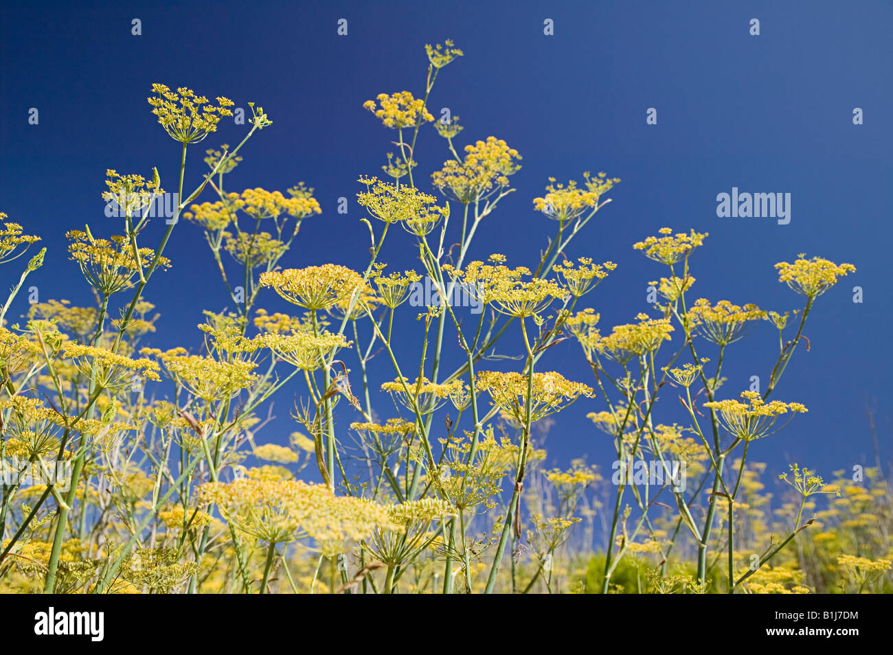 Fennel growing wild hires stock photography and images Alamy