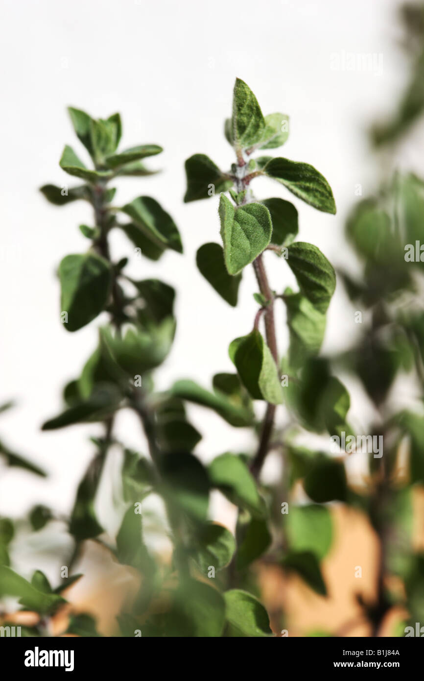 Herbs thym Thymus Stock Photo Alamy