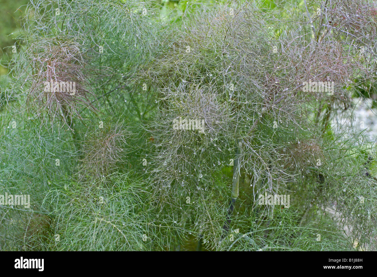 BRONZE FENNEL FOENICULUM VULGARE PURPUREUM CLOSE UP OF PLANT Stock