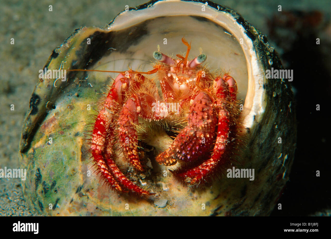 Close up shot hermit crab hi-res stock photography and images - Alamy