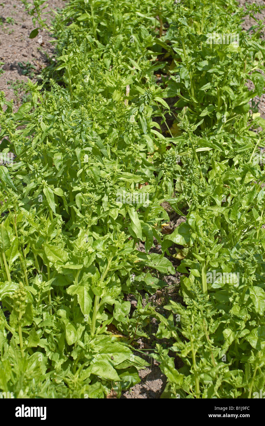 PERPETUAL SPINACH GROWING IN ROW Stock Photo Alamy
