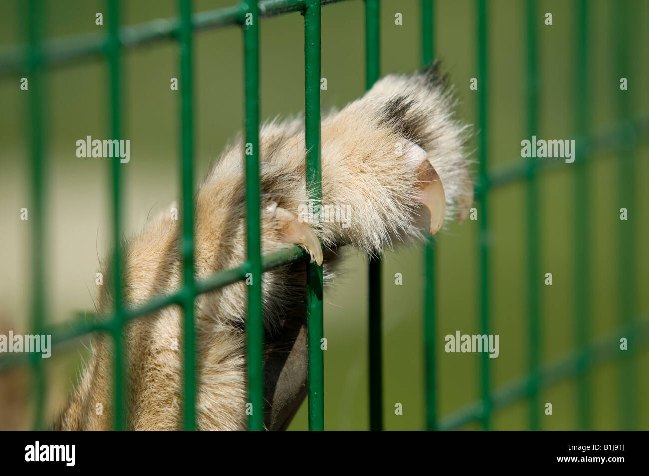 close up of lioness paw on green wire cage Stock Photo