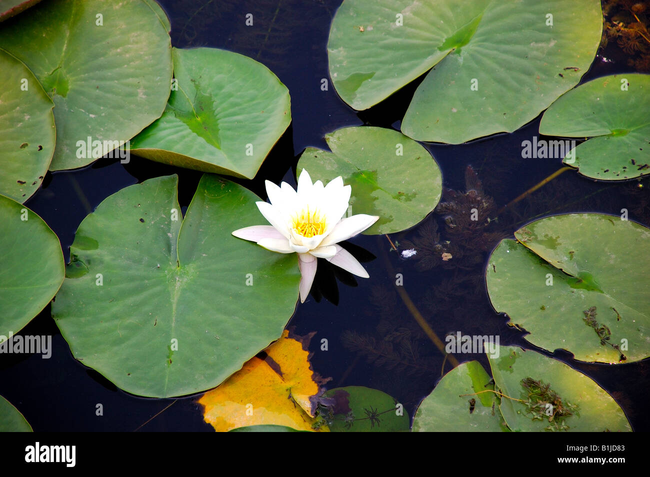 water lilly bloom Stock Photo Alamy