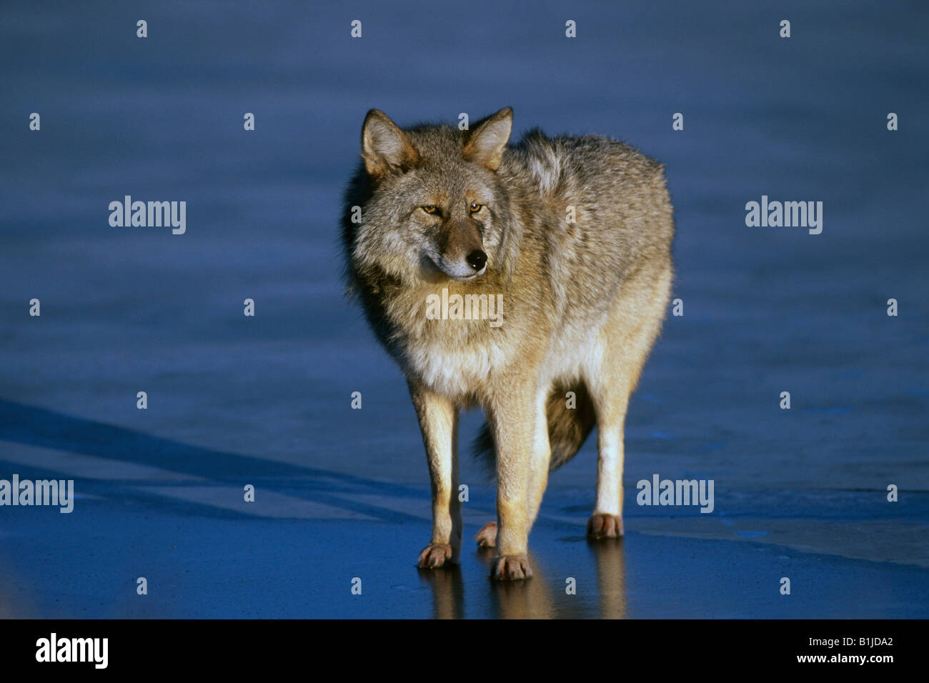 Coyote standing on a frozen  pond at the Alaska Wildlife Conservation Center near Portage. Winter in Southcentral Alaska. Stock Photo