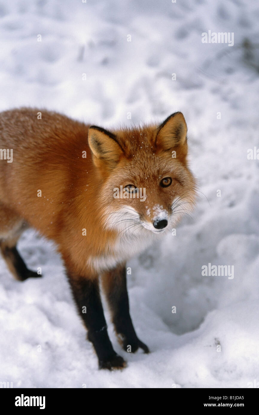 Close-up of a Red Fox standing in the snow near Girdwood. Winter in Southcentral Alaska. Stock Photo