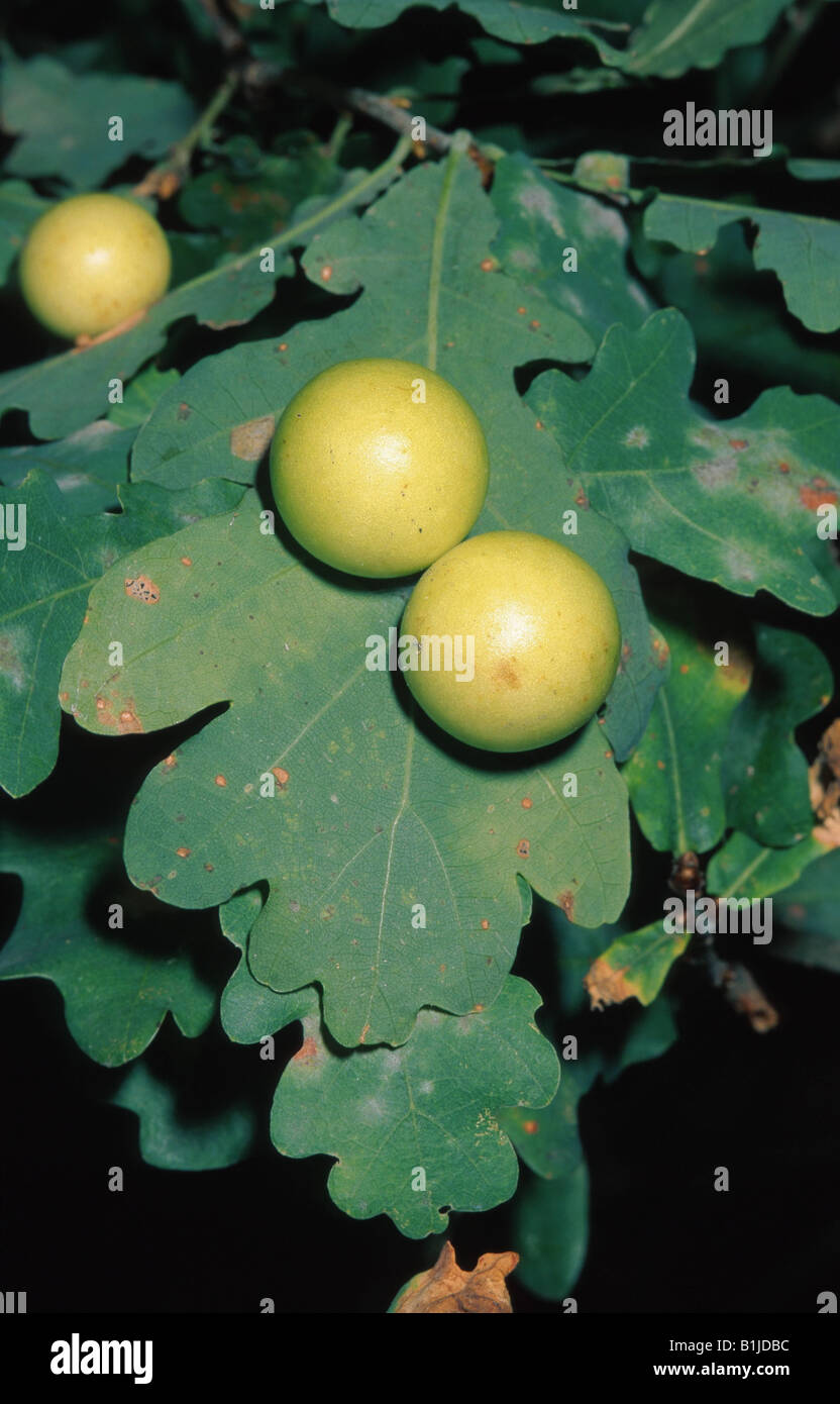 oak leaf gall wasp (Andricus albopunctatus, Andricus paradoxus), galls