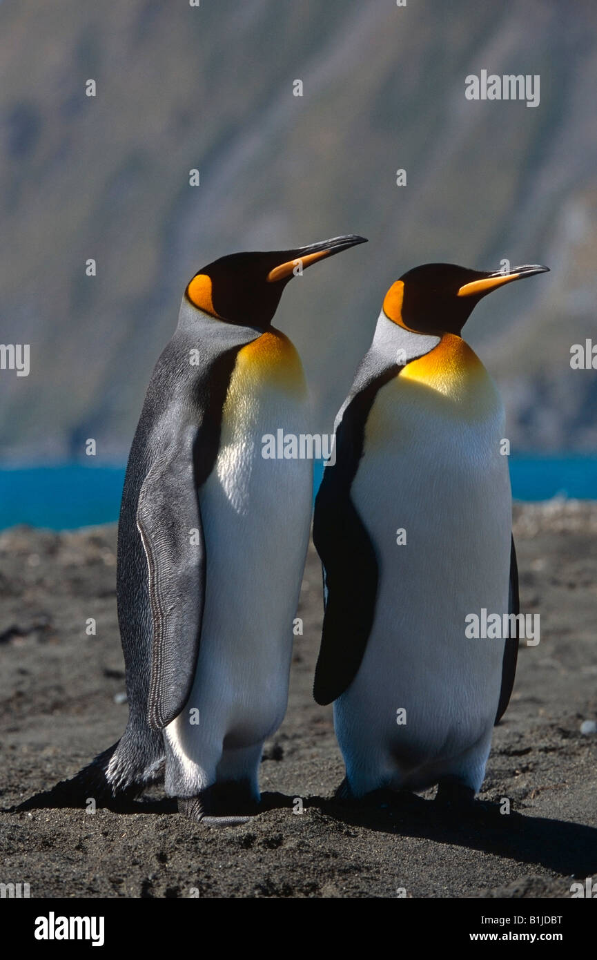 King Penguins gathered on beach of South Island Southern
