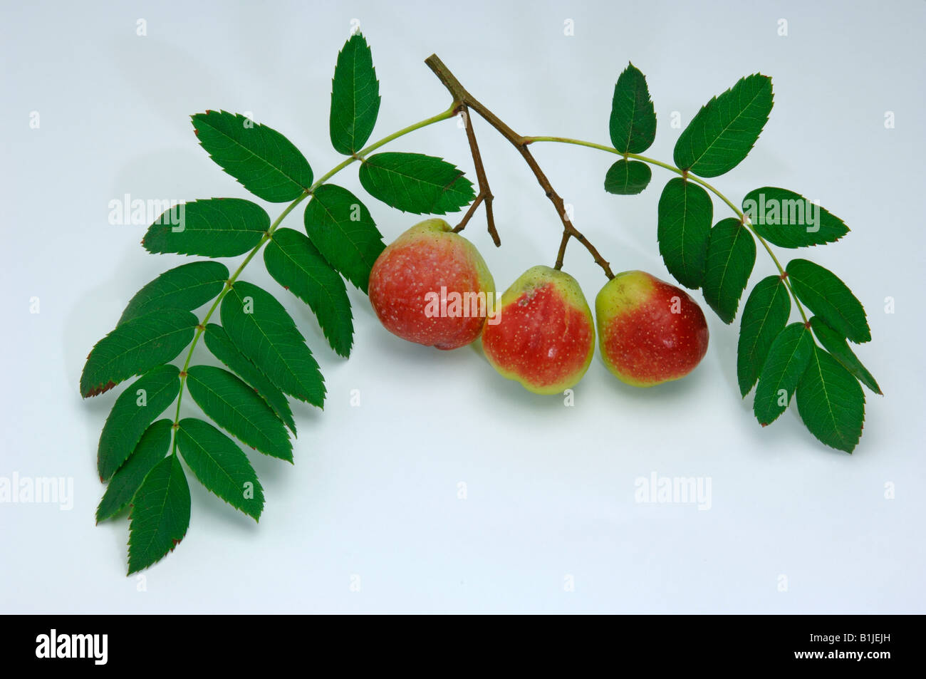 True Service Tree (Sorbus domestica Sossenheimer Riesen), twig with fruit and leaves studio picture Stock Photo