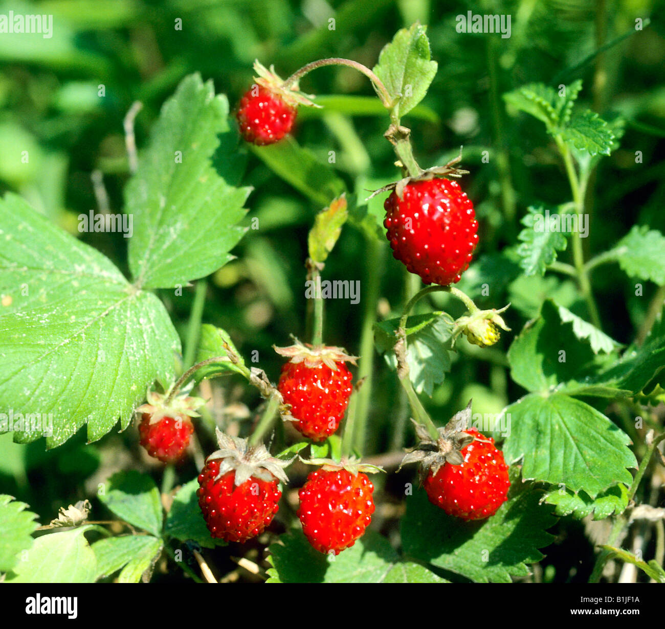 Wild Strawberry, Alpine Strawberry (Fragaria vesca) plant with berries Stock Photo