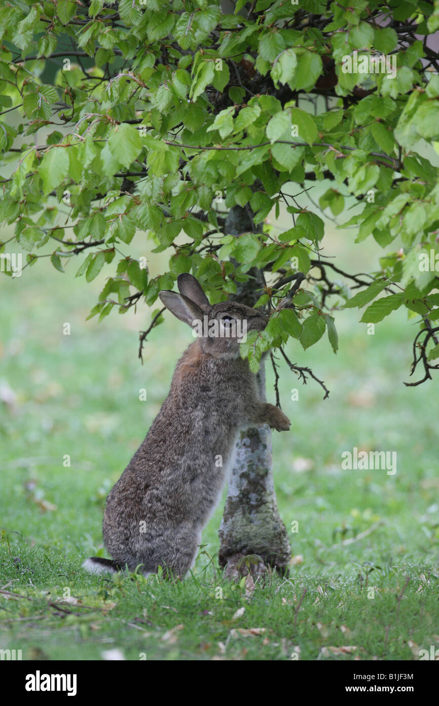 RABBIT Oryctolagus cunniculis EATING YOUNG BEECH LEAVES Stock Photo Alamy