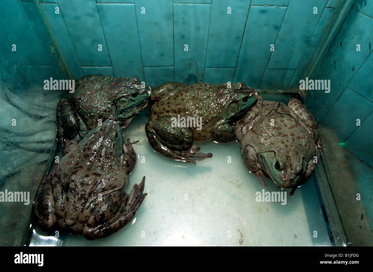 Frog in jar hires stock photography and images Alamy