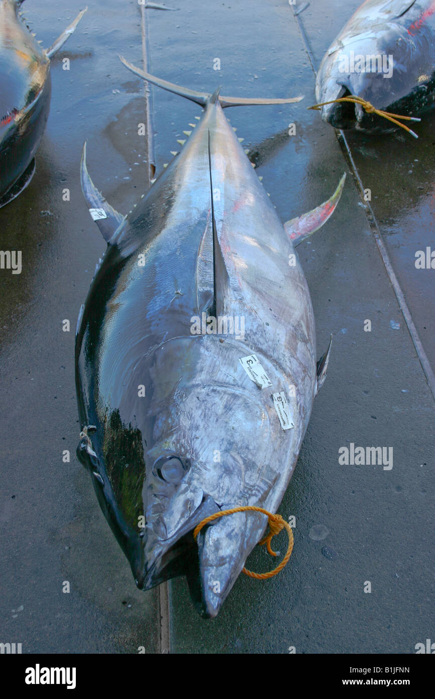 yellowfin tuna, yellow-finned tuna, yellow-fin tunny (Thunnus albacares), Sportsfishing Marina, USA, California Stock Photo